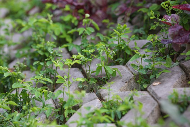 Những cây rau xanh ngan ngát cứ thế mọc lên dưới bàn tay của người 'nông dân thành phố'. (Ảnh: Minh Sơn/Vietnam+)