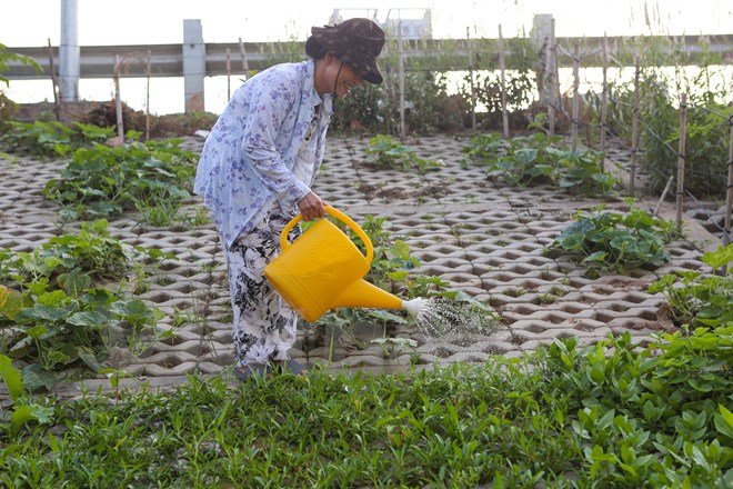 Cô Nguyễn Thị Âu (65 tuổi) vui vẻ chăm sóc vườn rau rộng khoảng 80m2 của mình. Nhưng cô vẫn canh cánh nỗi lo vườn rau trồng ở đây luôn bị vặt trộm. 'Chỉ cần không để ý một chút là có người ra vặt hết rau. Công sức trồng bao lâu của tôi bỏ đi hết'. (Ảnh: Minh Sơn/Vietnam+)