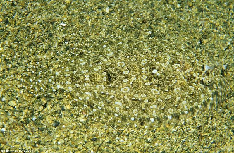 Con cá bơn răng nhỏ nằm trên nền cát ở biển phía nam Australia.