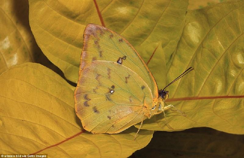 Một loại bướm khác ở Texas (Mỹ) có cánh giống hệt lá cây, từ màu sắc tới vân.