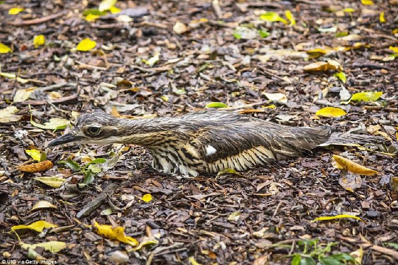 Loài chim Thick-knee bụi rậm ở Australia bảo vệ tổ trên mặt đất của mình bằng tư thế “que củi” để hòa lẫn với môi trường xung quanh.