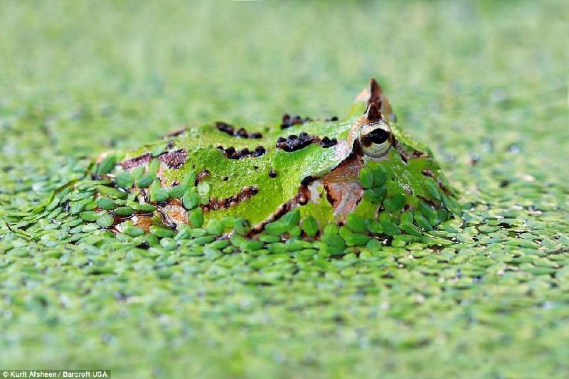 Trừ khi nhô đầu lên khỏi mặt nước đầy bèo ở Indonesia, con ếch Pac-Man này gần như không thể bị phát hiện.