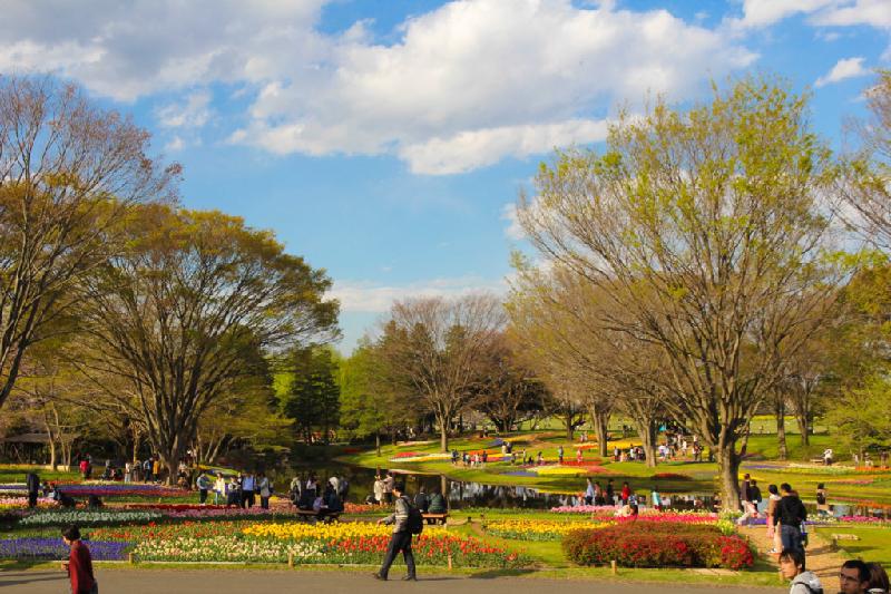 Showa Kinen là công viên do Chính phủ Nhật Bản trực tiếp điều hành. Công viên này được xếp vào top 10 điểm đến để ngắm hoa anh đào đẹp nhất mùa xuân và 11 danh lam thắng cảnh đẹp quanh Tokyo.