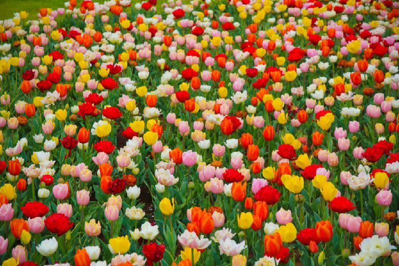 Khi những cánh hoa anh đào rơi rụng cũng là lúc những nụ hoa tulip từ đất vươn lên và bung nở.