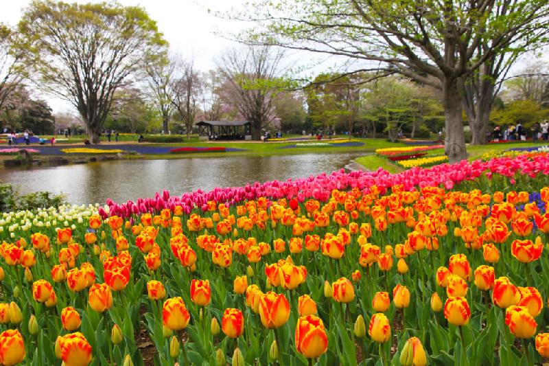 Hoa tulip có nguồn gốc từ Trung Đông. Tuy nhiên, khi nói về loài hoa này, người ta thường nghĩ đến Hà Lan - vương quốc của những cánh đồng hoa tulip đẹp như tiên cảnh. Nhiều nơi cũng có những cánh đồng và vườn hoa tulip tuyệt đẹp không thua kém, trong đó có Nhật Bản. Loài hoa này đã được trồng ở đây từ rất lâu, và quen với phong thổ.