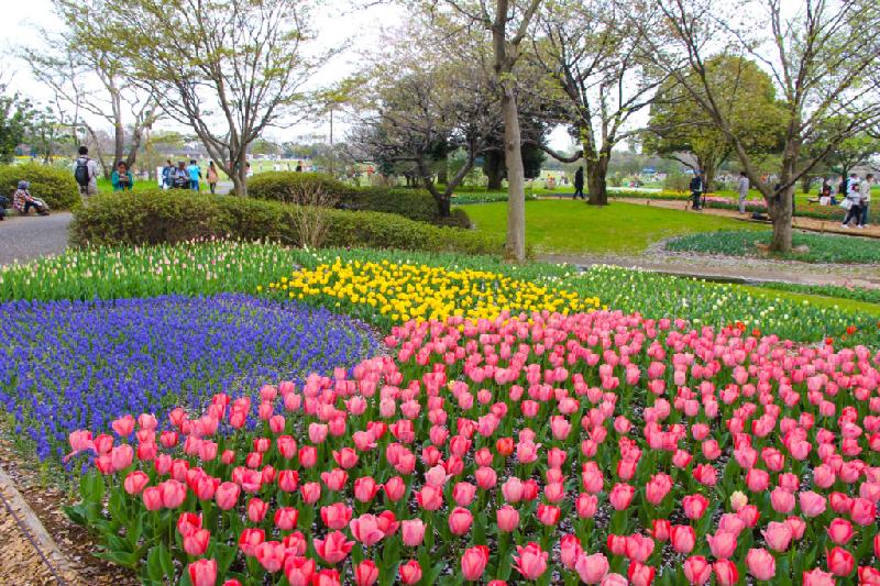 Đến Showa Kinen Koen, bạn sẽ mãn nhãn với những thảm hoa muôn màu sắc của mọi loại tulip. Nơi đây thường niên tổ chức lễ hội và triển lãm hoa tulip trong khoảng thời gian từ cuối tháng 3 đến cuối tháng 5.