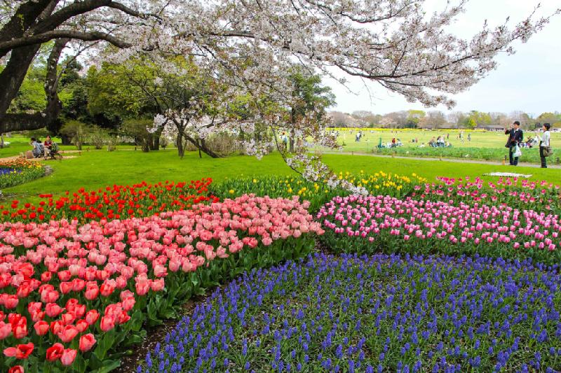Những vạt hoa tulip trải dài với những sắc màu rực rỡ như đỏ, cam, tím, vàng, trắng… tạo nên một sắc màu riêng cho nước Nhật sau những ngày bừng lên gam màu hồng nhạt của hoa anh đào.