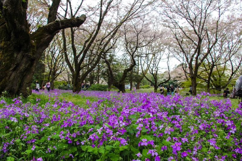 Tuy số lượng và chủng loại hoa tulip không đa dạng như công viên Keukenhof nổi tiếng của Hà Lan, tại công viên Showa Kinen, du khách còn được ngắm thêm nhiều loài hoa đẹp khác cùng đua nở.