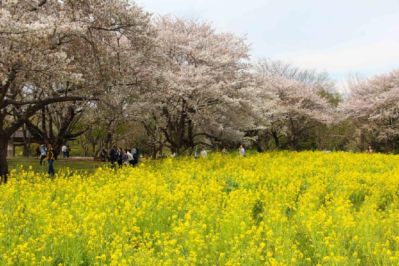 Cũng trong tiết trời xuân nắng ấm, những cánh đồng hoa nanohana - cải dầu - mênh mông trải dài với màu vàng rực rỡ thực sự khiến người ta rung động.