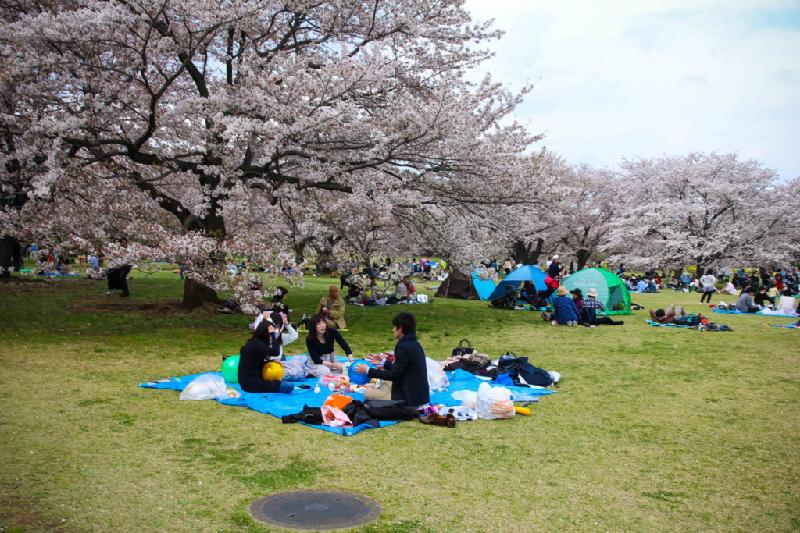 Công viên Showa Kinen là địa điểm picnic yêu thích của người Nhật, dưới những gốc hoa anh đào.