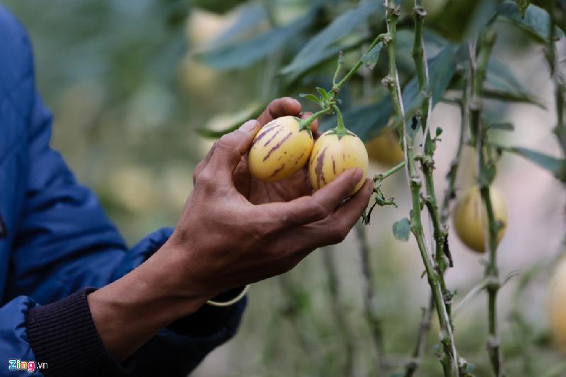 Dưa khi đến độ thu hoạch có màu vàng nhạt, mỗi quả trọng lượng 200-300 gram, da căng mọng.