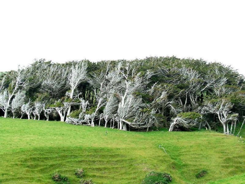 Cây cối xoắn tít vì gió ở New Zealand: Đây là hình ảnh những loài cây sống ở Slope Point, New Zealand, được biết dưới tên là “cây bão táp”. Tốc độ của gió ở khu vực này rất cao và dữ dội khiến cây cối không thể mọc thẳng đứng. Chúng buộc uốn cong và xoắn lại theo hướng gió thổi, tạo nên hình dạng độc đáo lạ mắt và trở thành một trong những cây đẹp nhất thế giới. Ảnh: Kuriositas.