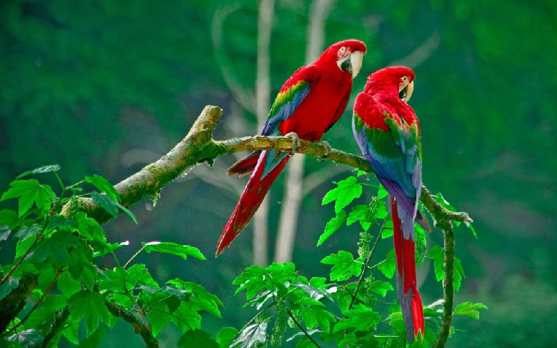 Vẹt đỏ đuôi dài (Scarlet macaw): Vẹt đỏ đuôi dài là một trong những thành viên đẹp nhất và lớn nhất của họ chim vẹt. Chúng sống trong các rừng rậm ở Trung và Nam Mỹ, nổi tiếng với bộ lông đỏ tươi, lưng màu xanh, cánh màu vàng và xanh lục. Chiếc mỏ cong khỏe mạnh, phần trên màu trắng, phần dưới màu đen là một đặc điểm đáng chú ý khác của loài này. Một con vẹt đỏ đuôi dài trưởng thành có chiều dài từ 80-90 cm và nặng đến 1,5 kg. Tuổi thọ từ 40-50 năm. Trong điều kiện sống lý tưởng, chúng có thể tồn tại đến 75 năm. Ảnh: 7wallpapers.net.