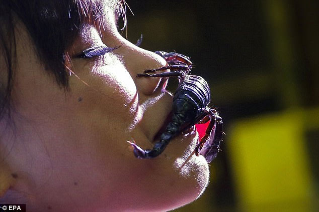 bọ cạp, nữ hoàng bọ cạp, Thái Lan, chơi đùa với bọ cạp