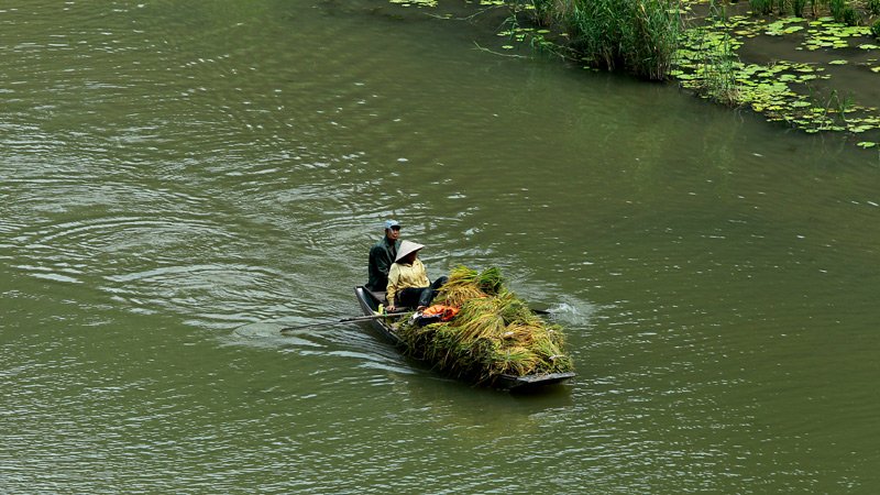 Con thuyền đầy ắp lúa vừa thu hoạch lướt nhẹ trên mặt sông Ngô Đồng.