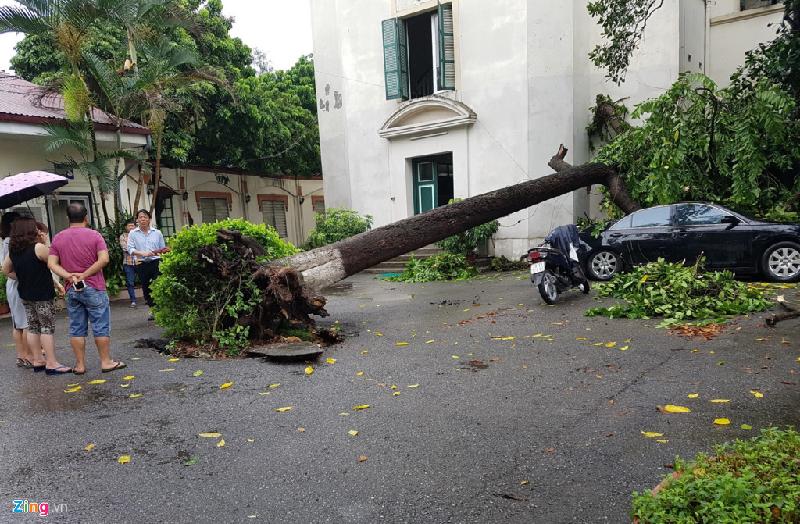 Cơn mưa lớn kèm theo gió khá mạnh ở trung tâm thủ đô lúc 7h khiến cây đổ đè ôtô tại nhà khách La Thành (quận Ba Đình). Ảnh: