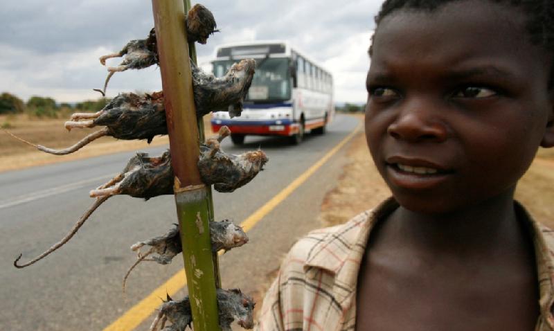 Chuột (Malawi): Ở nhiều khu vực của Malawi, trong đó có thủ đô Lilongwe, chuột là đặc sản và được bày bán ở các khu chợ, hàng quán hay vệ đường. Bạn có thể bắt gặp những cậu bé bán chuột luộc hay các phụ nữ bán chuột khô dọc đường. Ảnh: Reuters.