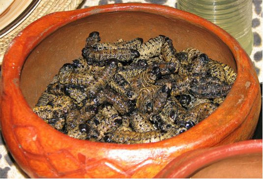 Sâu Mopane (Nam Phi): Loại sâu béo ngậy này thường được phơi khô hay hun khói để bảo quản. Khi chế biến, chúng được ngâm nước và sau đó nấu với sốt cà chua hoặc sốt cay để tạo mùi vị dễ ăn hơn. Một số người cho rằng chúng có vị như gà nướng mật ong. Ảnh: Hostelworld.