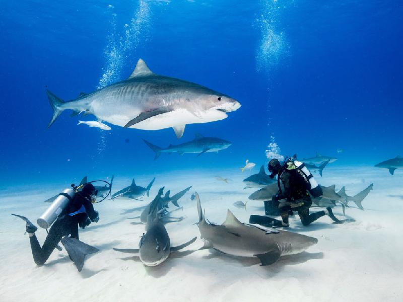 Cá mập (10 người/năm): Cá mập được mệnh danh là sát thủ biển xanh, nhưng chúng thường tránh đụng độ với con người, trừ khi họ ở không may rơi vào đường săn mồi của chúng. Tất nhiên, các vụ cá mập tấn công người có xảy ra, và có người đã thiệt mạng. Tuy nhiên, không như trong phim kinh dị (Jaws, Shark Night), cá mập không phải những con quái vật khát máu. Chúng chỉ giết trung bình khoảng 10 người một năm. Ảnh: CNTraveler.