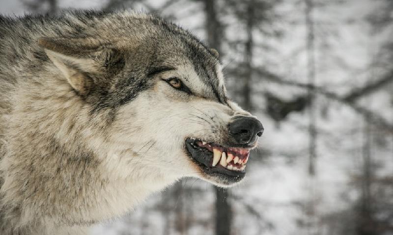 Chó sói (10 người/năm): Cũng như cá mập, chó sói bị gán cho tiếng hung ác. Trên thực tế, các vụ chó sói tấn công thường diễn ra ở sâu trong rừng. Phần lớn thời gian, khi chó sói và người đụng độ, chúng sẽ trở nên hung dữ để đuổi bạn ra khỏi lãnh thổ. Tuy nhiên, khi đang đói, đàn sói sẽ coi người như con mồi nếu vô tình lạc vào nơi đi săn của chúng. Ảnh: Luxfon.