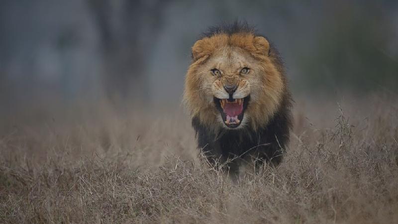Sư tử (100 người/năm): Châu phi là nơi có hệ động vật hoang dã ấn tượng và nổi bật trên thế giới, trong đó có sư tử. Đây là mãnh thú lớn nhất thuộc họ nhà mèo ở châu Phi. Tại đây, nhiều khu dân cư vẫn sống gần lãnh thổ săn mồi của chúng. Bên cạnh đó, thợ săn và khách du lịch cũng xuất hiện trong phạm vi này và dễ đụng độ sư tử. Số người bị sư tử giết chết khoảng 100 người mỗi năm. Ảnh: ABC News.