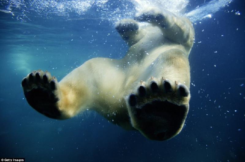Đây là hình ảnh đôi chân màu đen tuyệt đẹp của một con gấu Bắc cực khi đang ở dưới nước. Trong họ nhà gấu, gấu Bắc cực là loài hung dữ nhất, có khả năng hạ gục con mồi chỉ sau một cú tát. Chúng cũng có thể bơi gần 100 km mà không cần nghỉ, đánh hơi thấy mùi con mồi từ khoảng cách hơn 30 km. Ảnh: