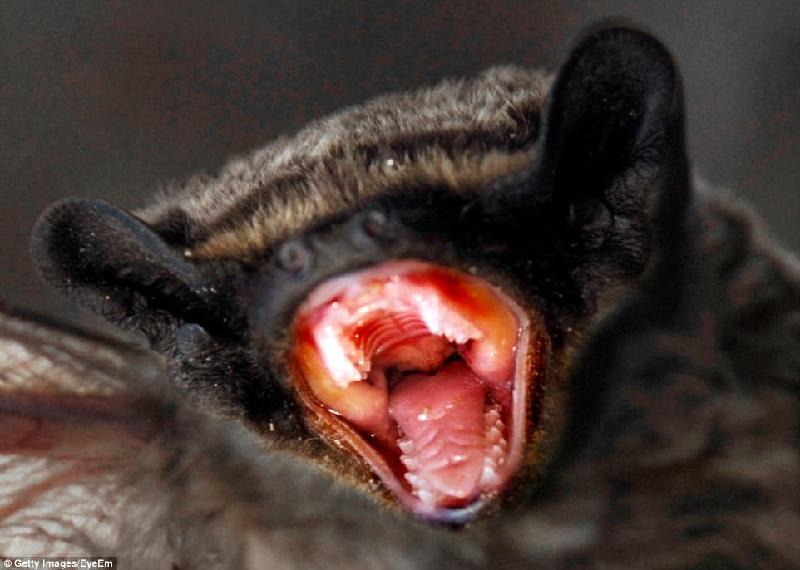Cái miệng rộng ngoác đáng sợ này là của một con dơi ma cà rồng. Loài vật này sống ở Mexico, Trung Mỹ và Nam Mỹ, thường hút máu động vật như bò, ngựa. Trong vài trường hợp, dơi ma cà rồng có thể tấn công con người. Ảnh: 
