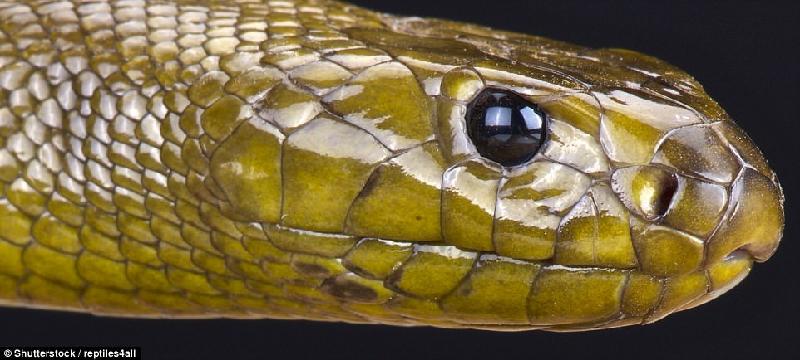 Đây là đầu của một con rắn Taipan nội địa, loài rắn độc nhất thế giới sống ở Australia. Nọc độc của loài rắn này đủ để giết 250.000 con chuột về cõi chết chỉ sau một nhát cắn. Một con rắn Taipan nội địa trưởng thành dài khoảng 2 m, có màu nâu đậm hoặc màu xanh đậm ô liu. Ảnh: 