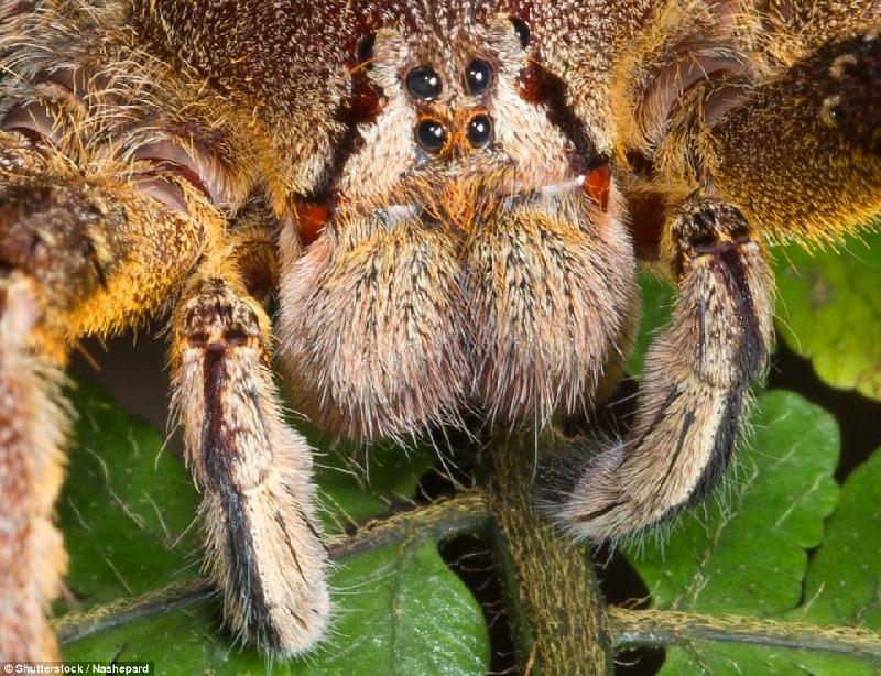 Đây là đầu của con nhện độc lang thang Brazil. Loài nhện này có tên như vậy vì chúng không giăng tơ làm tổ, mà bò trên mặt đất vào ban đêm để tìm kiếm con mồi. Sách kỷ lục thế giới Guinness từng ghi nhận đây là loài nhện độc nhất thế giới. Ảnh: