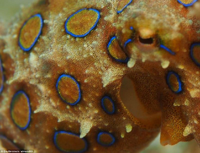 Bạch tuộc vòng xanh hoặc bạch tuộc đốm xanh sống trong các rạn san hô ở Thái Bình Dương và Ấn Độ Dương. Loài bạch tuộc này có nọc độc đủ giết chết 26 người trưởng thành. Ảnh: 