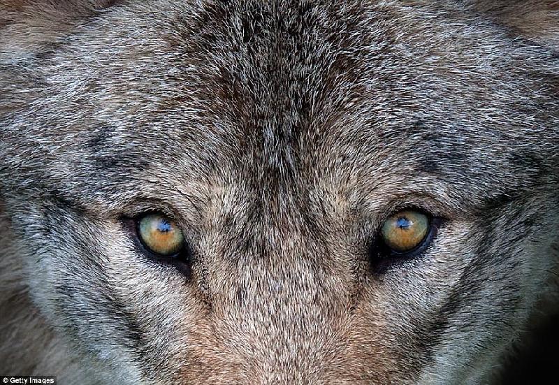 Bộ lông màu xám bạc giúp chó sói lẩn trốn dễ dàng trong môi trường hoang dã. Một con sói trưởng thành cao khoảng 0,9 m, nặng khoảng 60 kg. Hiện nay, số lượng loài sói xám đang suy giảm do môi trường sống bị thu hẹp và nạn săn bắn của con người. Ảnh: 