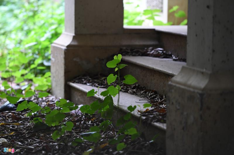 Cỏ dại mọc um tùm khắp nơi, bậc thềm trước hiên nhà phủ đầy lá khô.