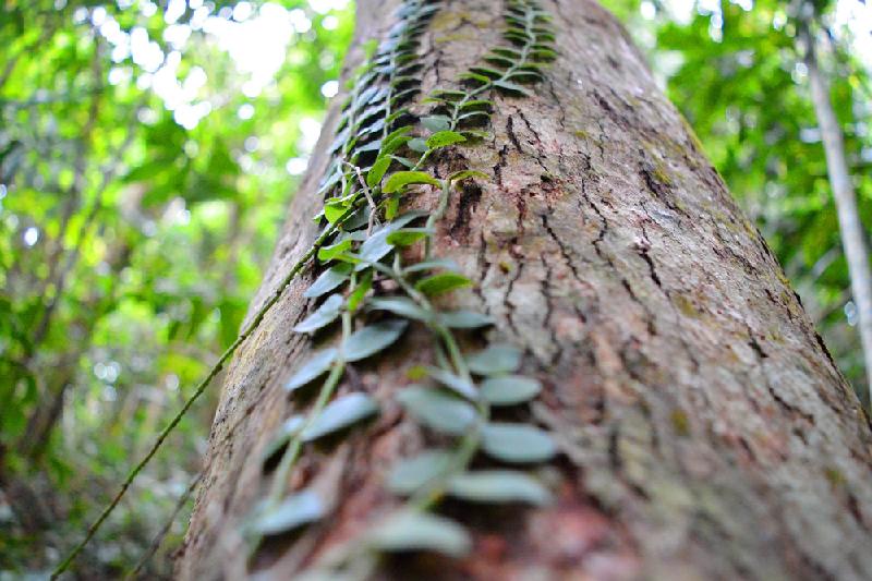 Một loại dây leo bám vào thân cây gặp rất nhiều trên đường leo núi Yên Ngựa. Tiếng lao xao của cành lá, tiếng hót lảnh lót của chim rừng tạo thành một bản hòa tấu truyền thêm cảm hứng cho từng bước chân.