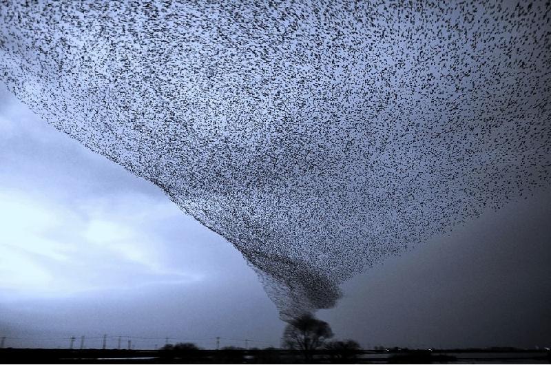 Những con chim tạo hình cơn bão.