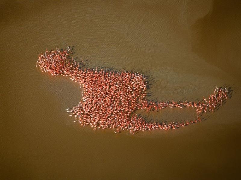 Những con hồng hạc tụ lại thành hình một chú chim hồng hạc khổng lồ tại bán đảo Yucatan (Mexico).