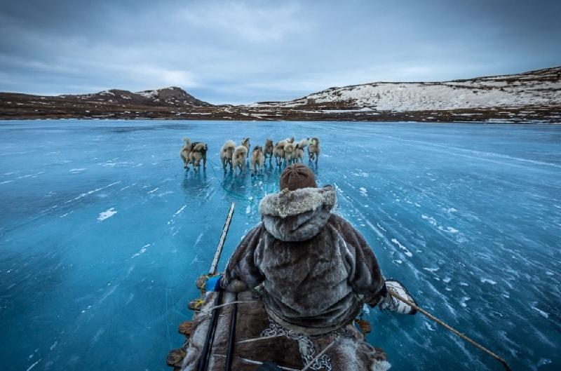 Đi xe chó ở Greenland.