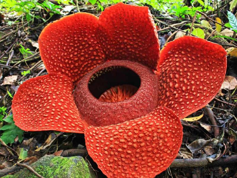 Hoa xác thối Rafflesia Arnoldii: