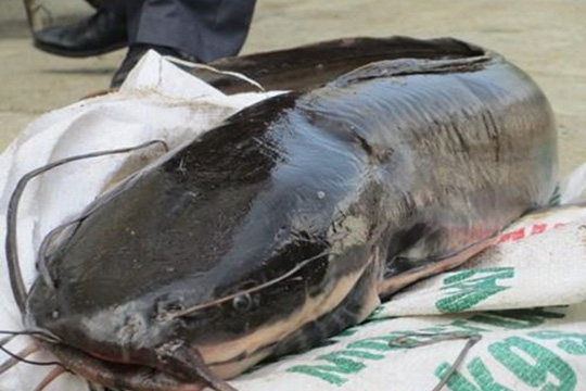 Hình ảnh một con cá trê khủng được một ngư dân bắt được tại sông Bằng Giang