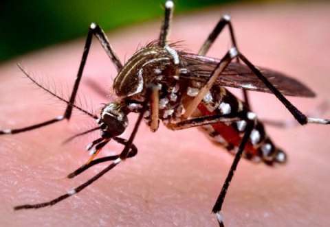 Những nơi trú ngụ không ngờ của muỗi vằn gây sốt xuất huyết