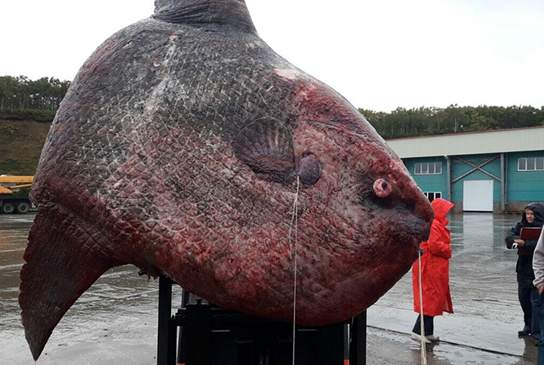 Xác của con cá Mặt Trăng khổng lồ. (Nguồn: sakhalin.Info)