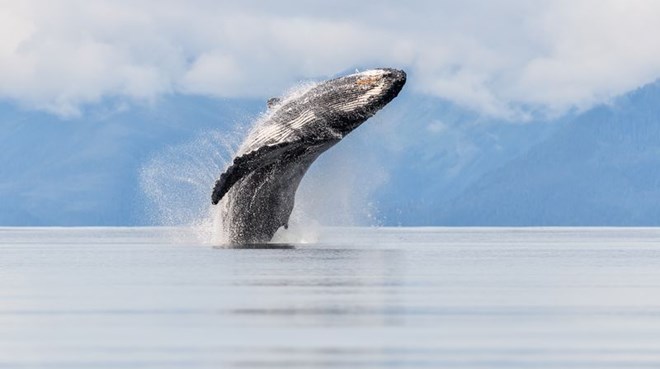 Cá voi quẫy dậy sóng ở bờ biển Alaska. (Nguồn: NatGeo)