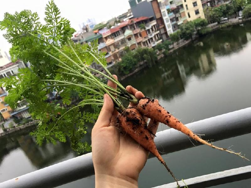 Cà rốt mini được chị trồng ở ban công để lấy rau củ sạch, cung cấp cho bữa ăn của gia đình