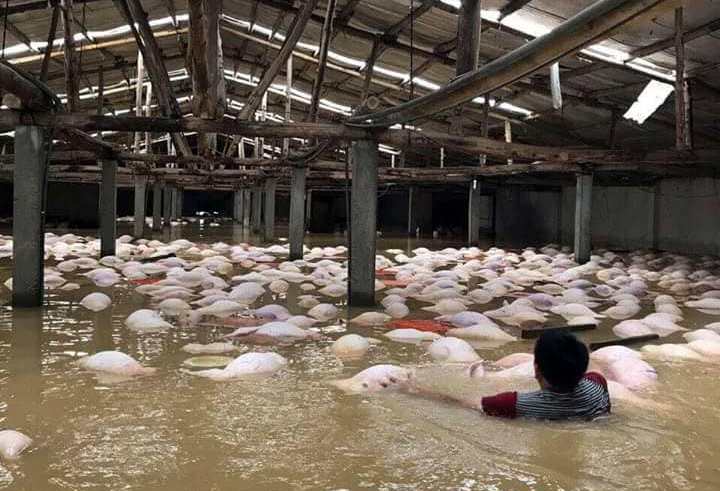 Chết đứng nhìn 4.000 con lợn chết trong nước lũ