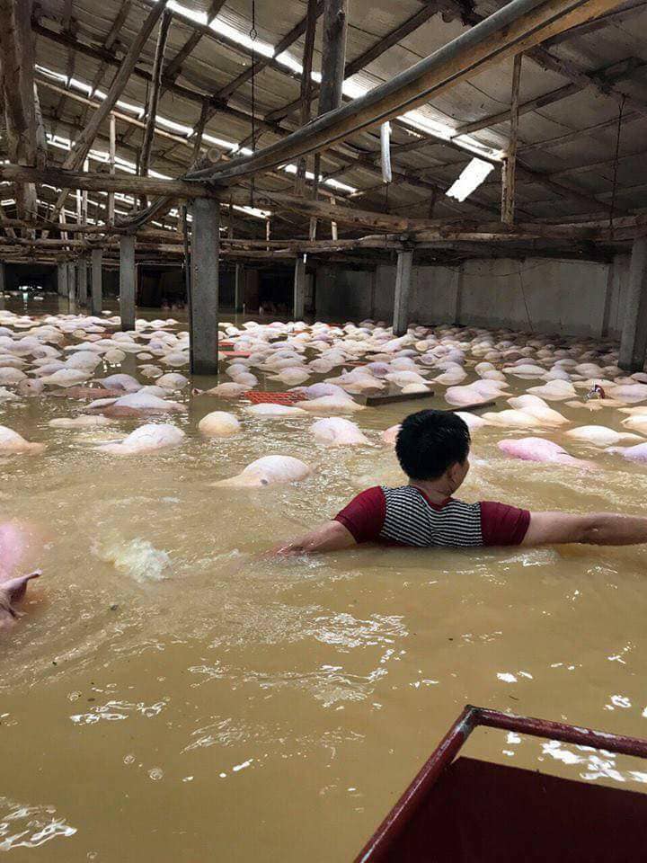 Nước lũ về quá nhanh khiến người nuôi lợn không kịp trở tay