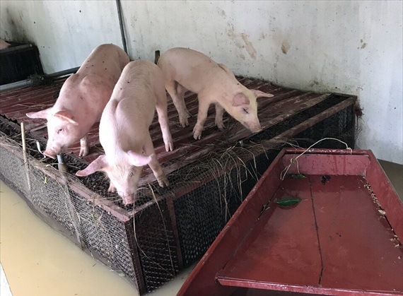 Có khoảng 100 con lợn được cứu sống