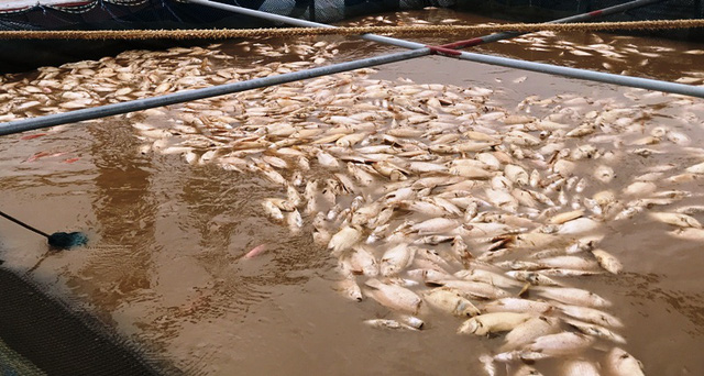 Lũ đổ bùn về, 80 tấn cá chết trắng mặt sông Hồng