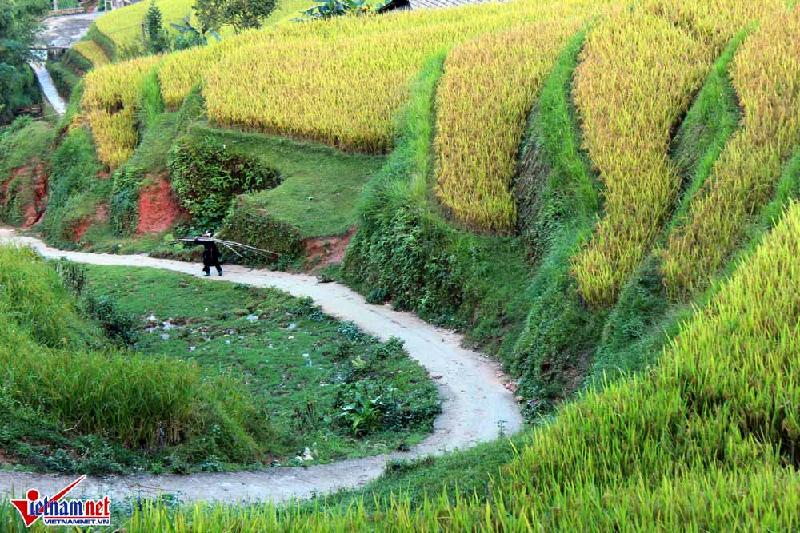 Con đường nhỏ dẫn vào bản Phùng bao quanh là ruộng lúa đang độ thu hoạch