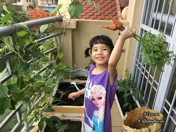 Cà rốt tí hon được cô con gái của chị Hương vui sướng thu hoạch.