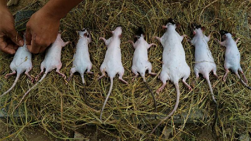 Chỉ sau chừng hơn 1 giờ rượt đuổi lũ chuột, nhóm trai tráng gồm 6 người đã tóm được hơn 40 con, với trọng lượng mỗi con trên dưới 100 gram.
