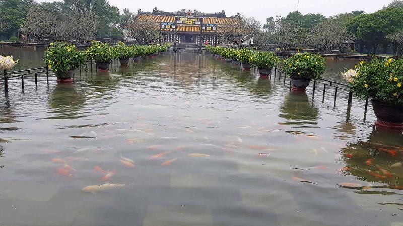 Đàn cá cảnh màu sắc sặc sỡ bơi tràn ra ngoài khu vực hồ Thái Dịch, phía trong Đại nội Huế